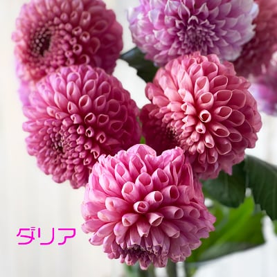 季節の山形県産の花束　ZAO 旬のオススメのお花セレクション