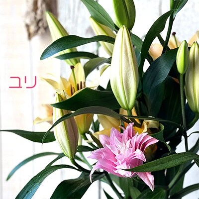 2021年11月発送開始『定期便』隔月お花の定期便　YAMAGATA FLOWER山寺　全6回