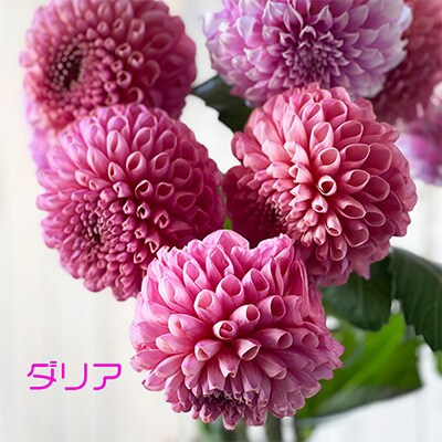 2023年10月発送開始『定期便』隔月お花の定期便　YAMAGATA FLOWER山寺全6回