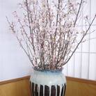 春を先取り!冬に咲く桜『啓翁桜』(1月お届けSサイズ)