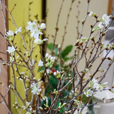 春を先取り!冬に咲く桜『啓翁桜』(年末お届けLサイズ)