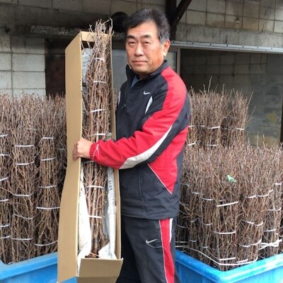 春を先取り!冬に咲く桜『啓翁桜』(年末お届けLサイズ)