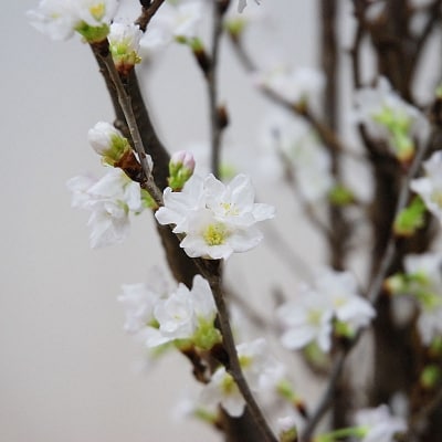 春を先取り!冬に咲く桜『啓翁桜』(1月お届けLサイズ)