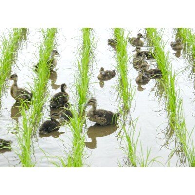 令和3年山形産アイガモ農法米つや姫精米5kg