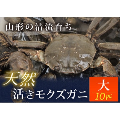 山形清流育ち天然活きモクズガニ(大10匹)