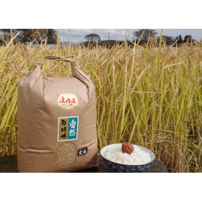 山形県庄内産 栽培期間中肥料・化学肥料不使用で栽培した ササニシキ精米10kg