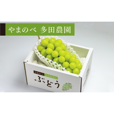 【先行受付(令和7年発送)】【シャインマスカット】1房入り