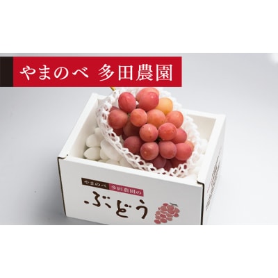 【先行受付(令和7年発送)】【クイーンニーナ】1房入り