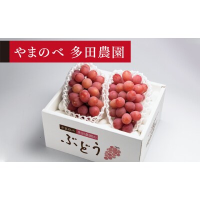 【先行受付(令和7年発送)】【クイーンニーナ】2～3房入り