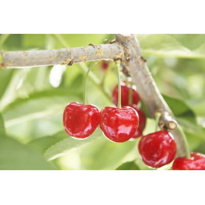 【先行受付(令和8年発送)】【レーニア】バラ詰 秀 700g