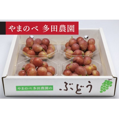 【先行受付(令和8年発送)】【クイーンニーナ】ダイヤパック 250g×4パック