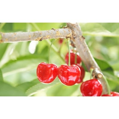 【先行受付(令和8年発送)】【特選やまがた紅王】桐箱詰 秀 500g