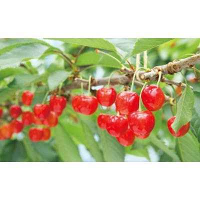 【先行受付(令和8年発送)】【山形美人】バラ詰 秀 L～2Lサイズ 500g