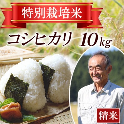 【特別栽培米】コシヒカリ 精米10kg　鳥海山の恵み 山形県庄内 令和7年産