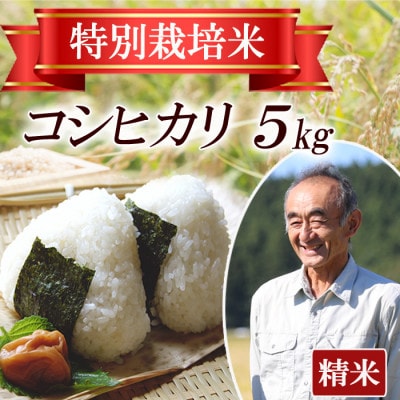 【特別栽培米】コシヒカリ 精米5kg　山形県産　鳥海山の恵み 令和7年産