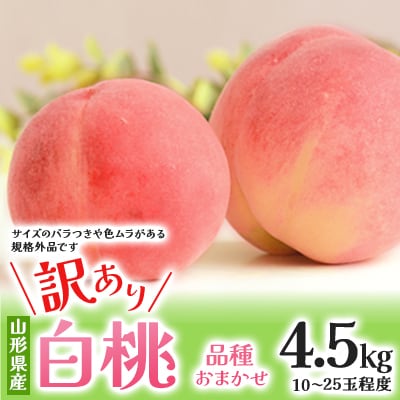 フルーツ王国・山形産 白桃 4.5kg(10～25玉程度)訳あり品【2026年8月上旬より順次発送】