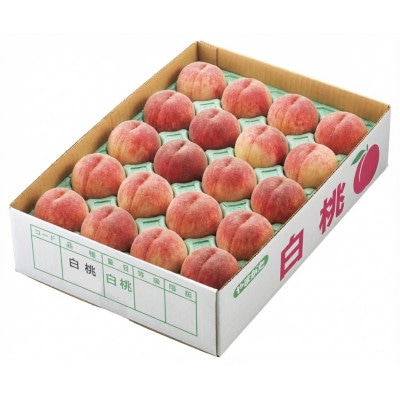 フルーツ王国・山形産 白桃 4.5kg(10～25玉程度)訳あり品【2026年7月中旬より順次発送】
