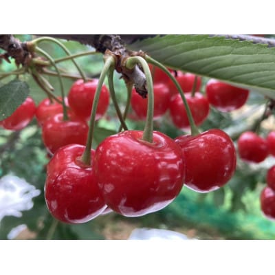 【2026年6月中旬より順次発送】♪フルーツ王国山形♪☆やまがた紅王☆特秀2L以上(100g×2P)