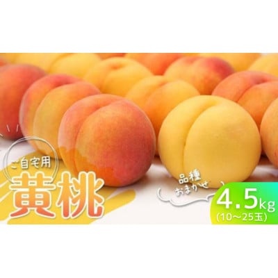【2026年8月中旬より発送】♪フルーツ王国山形♪黄桃　ご自宅用　4.5kg(10～25玉程度)