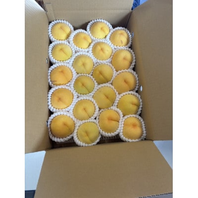 【2026年8月中旬より発送】♪フルーツ王国山形♪黄桃　ご自宅用　4.5kg(10～25玉程度)