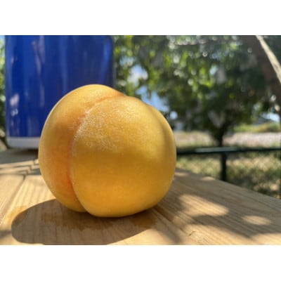 【2026年8月中旬より発送】♪フルーツ王国山形♪黄桃　ご自宅用　4.5kg(10～25玉程度)