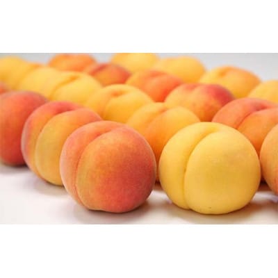 【2026年8月中旬より順次発送】♪フルーツ王国山形♪白桃・黄桃セット　品種おまかせ　合計3kg