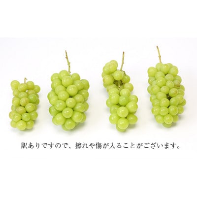 【2025年9月上旬より順次発送】♪フルーツ王国山形♪訳ありシャインマスカット1kg(1～3房)