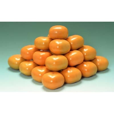 【2026年9月上旬より順次発送】♪フルーツ王国山形♪庄内柿 2kg(10～15個程度)