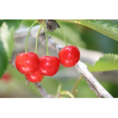 【令和8年度先行受付】旬　山形県産さくらんぼ佐藤錦【秀Lサイズ】1kgバラ詰 (500g×2パック)