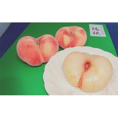 【2026年度発送】山形県産桃ばんとう1.5kg