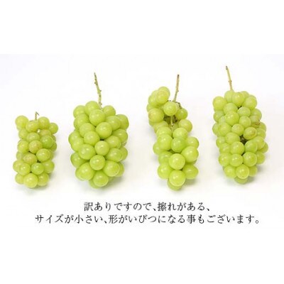 【2026年9月発送】♪フルーツ王国山形♪ 訳あり シャインマスカット 1kg