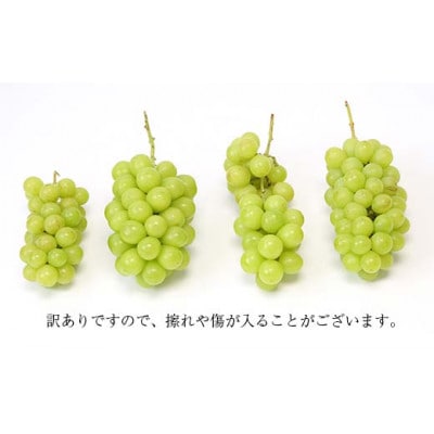 【2026年度発送】♪フルーツ王国山形♪シャインマスカット1kg 10月発送【訳あり】