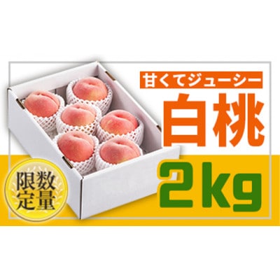 【2026年度発送】フルーツ王国山形♪白桃秀品2kg(品種おまかせ)