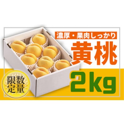 【2026年度発送】山形黄金色の桃♪ 黄桃2kg(品種おまかせ)