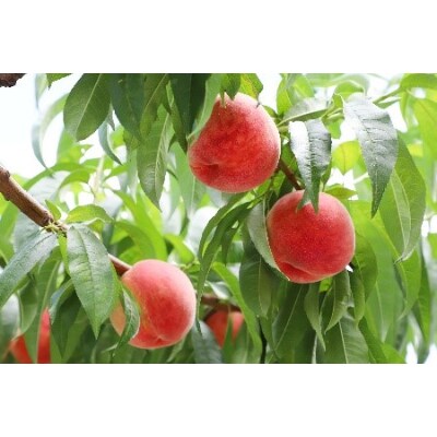 【先行受付】白桃約2kg