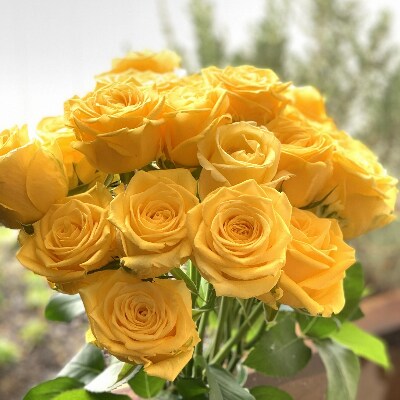 薔薇名産地山形「薔薇20本」黄色系【(株)さくらんぼファクトリー】