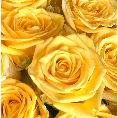 薔薇名産地山形「薔薇20本」黄色系【(株)さくらんぼファクトリー】