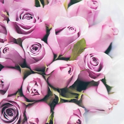 薔薇名産地山形 薔薇本 紫系 お礼品詳細 ふるさと納税なら さとふる 薔薇名産地山形 薔薇本 紫系 お礼品詳細 ふるさと納税なら さとふる