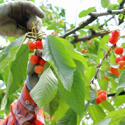 【令和4年度発送先行受付】さくらんぼ佐藤錦 約600g 秀Lサイズ以上