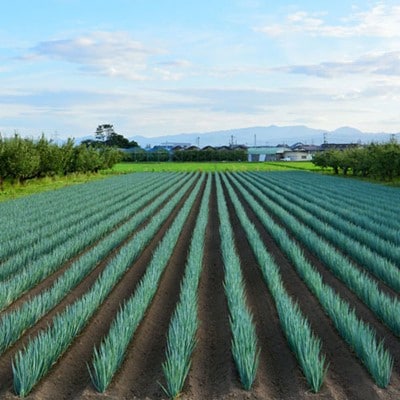 高糖度【寅ちゃんねぎ2Lサイズ】10本入り