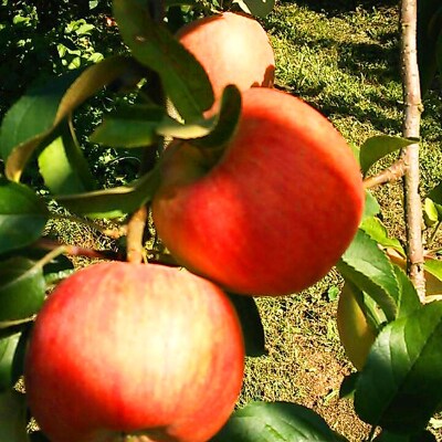 令和3年産先行受付 山形県産 蜜入りんご高徳 家庭用5kg お礼品詳細 ふるさと納税なら さとふる