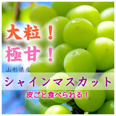 22年産先行受付 山形県産特大大粒シャインマスカット約800g 約1kg 秀品 お礼品詳細 ふるさと納税なら さとふる 22年産先行受付 山形県産特大大粒シャインマスカット約800g 約1kg 秀品 お礼品詳細 ふるさと納税なら さとふる