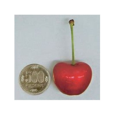 【令和5年産先行受付】山形県産さくらんぼ<やまがた紅王　特秀品>約350g　3Lサイズ以上
