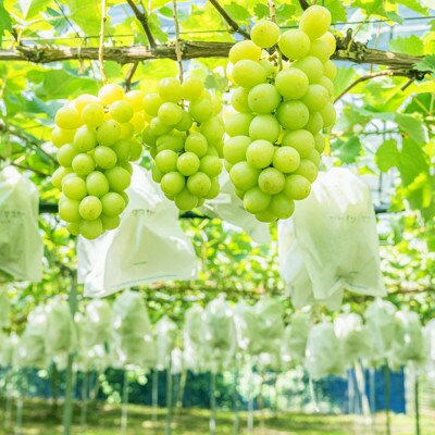 【令和5年産先行受付】大房大粒シャインマスカット 約700g～800g