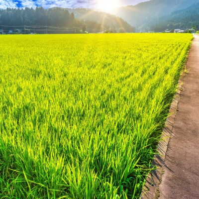 【令和6年産】山形県産(つや姫・はえぬき・雪若丸)味比べセット (精米)合計6kg
