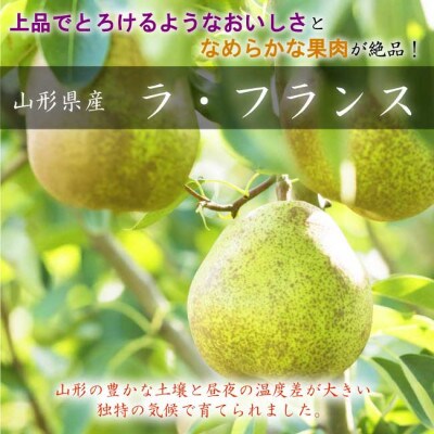 【令和6年産先行受付】山形県産 大玉「ラ・フランス」3kg(6～10玉)