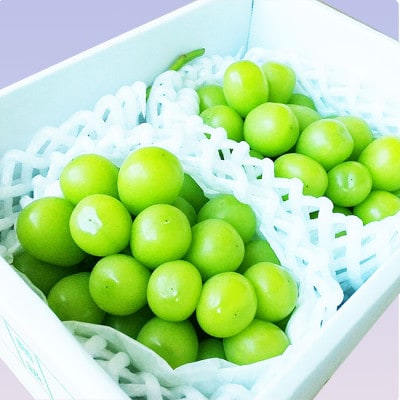 【令和7年産先行受付】大粒シャインマスカット　秀品　2房 約1.2kg～1.3kg