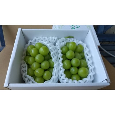 【令和7年産先行受付】大粒シャインマスカット　秀品　2房 約1.2kg～1.3kg