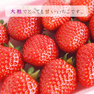 山形県産の【越冬いちご大粒15個】品種おまかせ(とちおとめ、紅ほっぺ、やよいひめ、章姫　他)