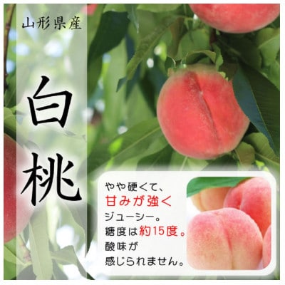 【令和7年産先行受付】山形県産白桃 約2kg(品種おまかせ) 特秀品　柔らかくなる桃